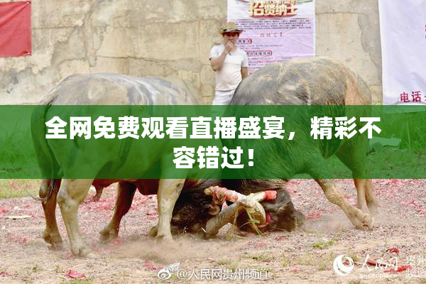 全网免费观看直播盛宴，精彩不容错过！