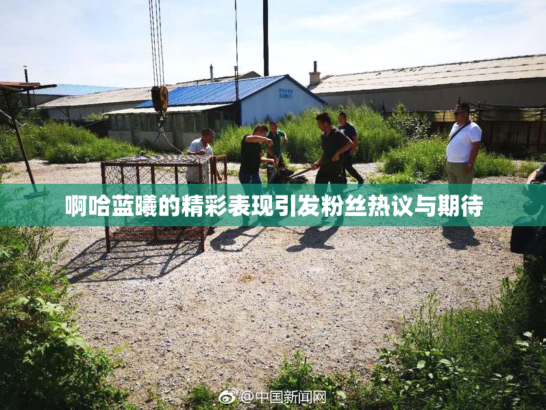 啊哈蓝曦的精彩表现引发粉丝热议与期待