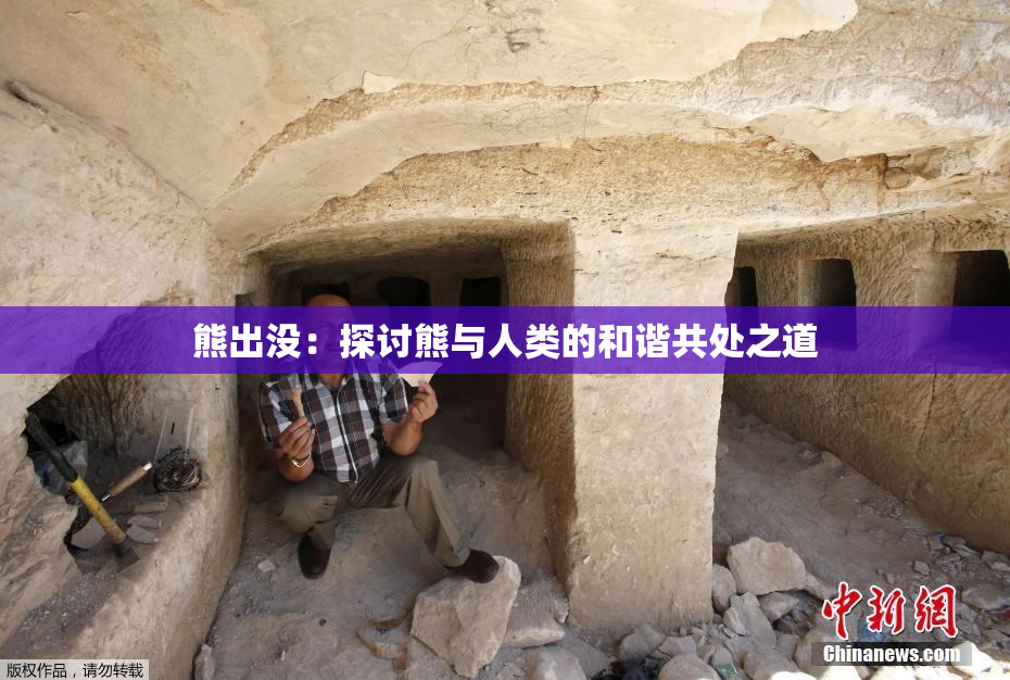 熊出没：探讨熊与人类的和谐共处之道
