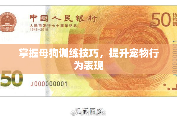 掌握母狗训练技巧，提升宠物行为表现