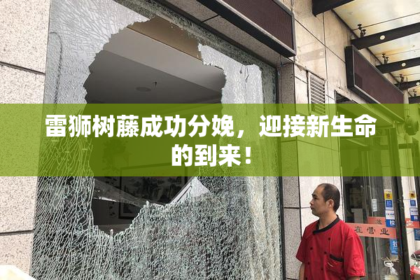雷狮树藤成功分娩，迎接新生命的到来！