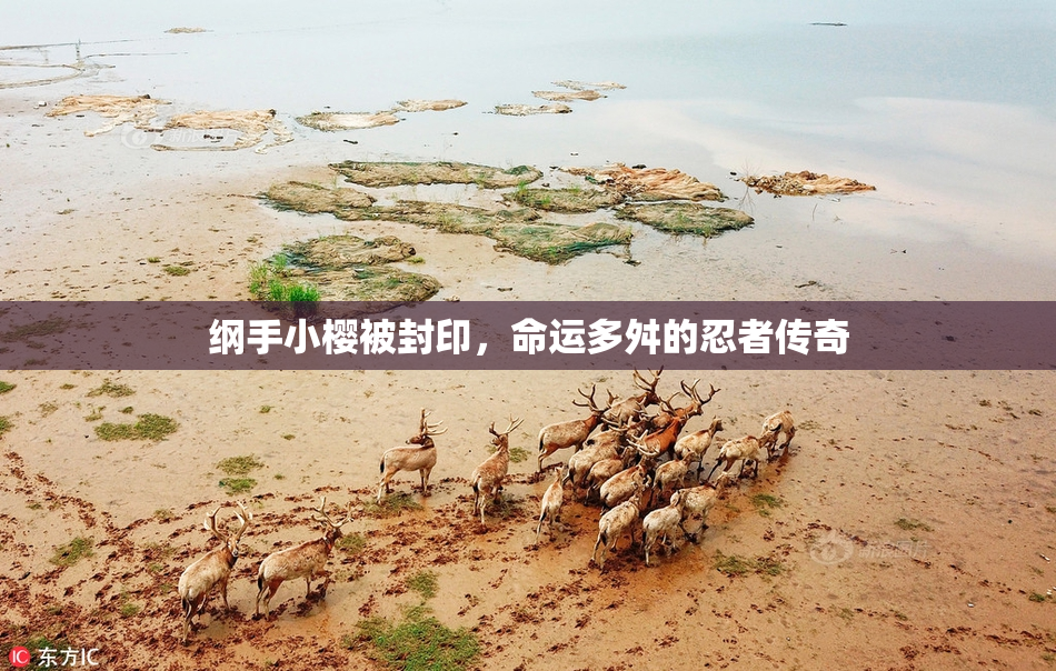 纲手小樱被封印，命运多舛的忍者传奇