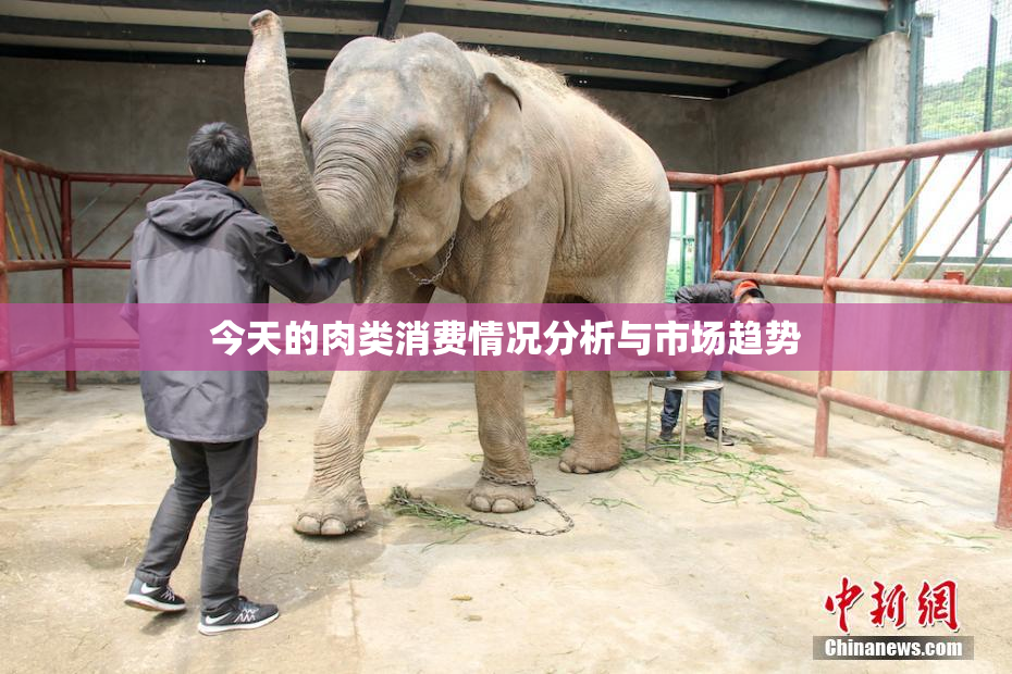 今天的肉类消费情况分析与市场趋势