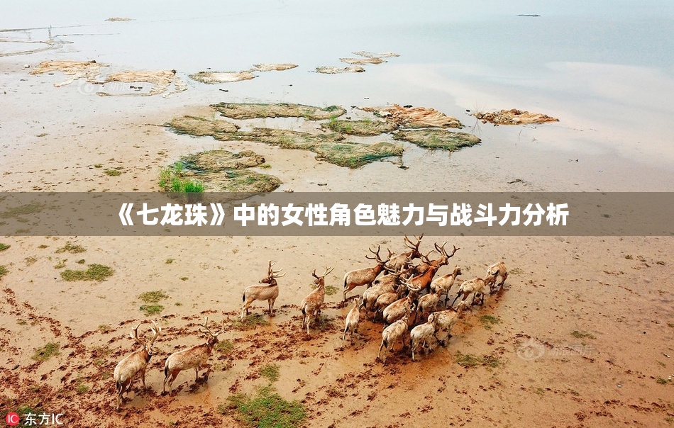 《七龙珠》中的女性角色魅力与战斗力分析