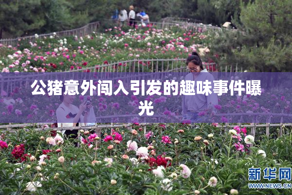 公猪意外闯入引发的趣味事件曝光
