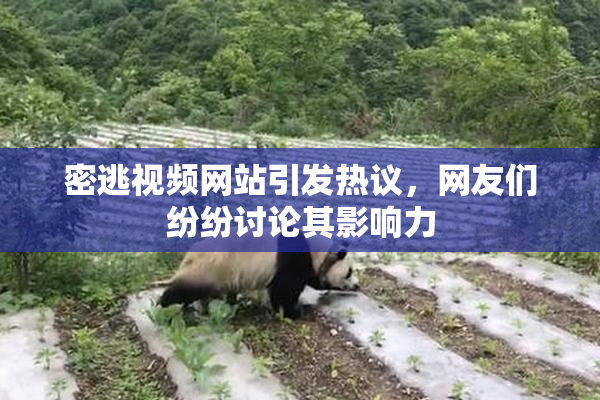 密逃视频网站引发热议，网友们纷纷讨论其影响力