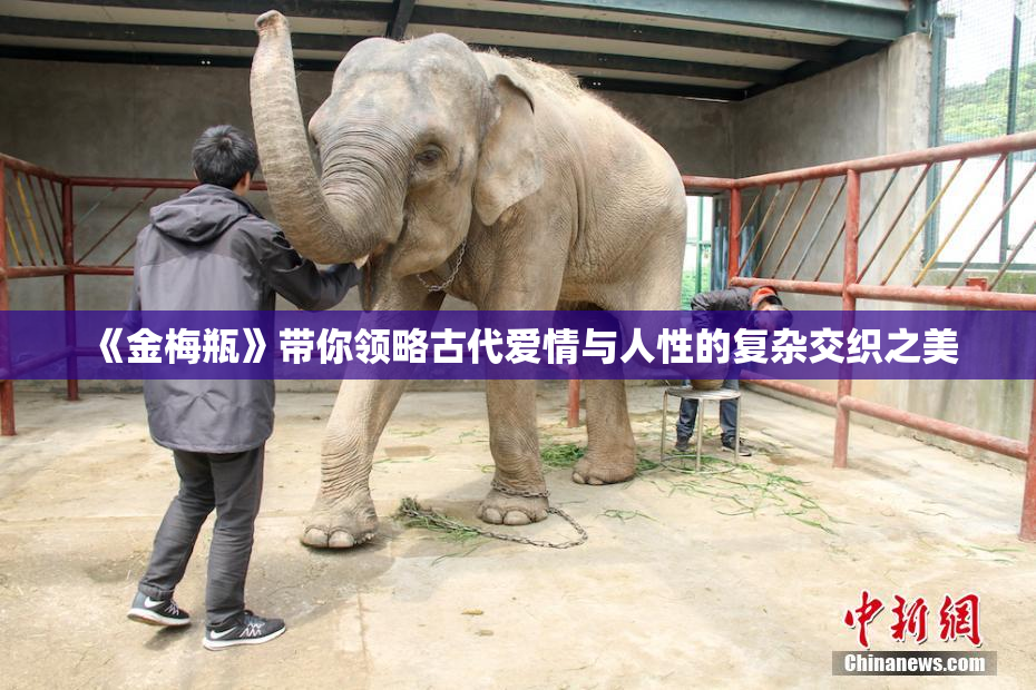 《金梅瓶》带你领略古代爱情与人性的复杂交织之美