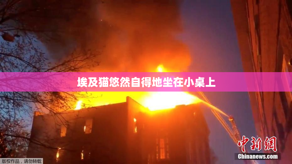 埃及猫悠然自得地坐在小桌上
