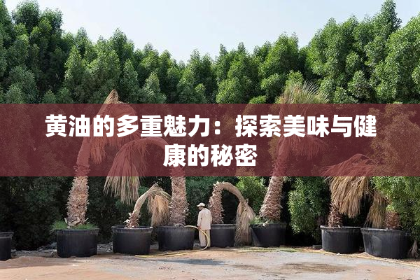 黄油的多重魅力：探索美味与健康的秘密