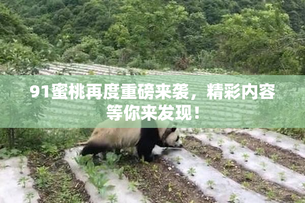 91蜜桃再度重磅来袭，精彩内容等你来发现！