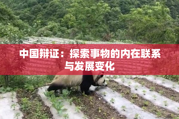 中国辩证：探索事物的内在联系与发展变化