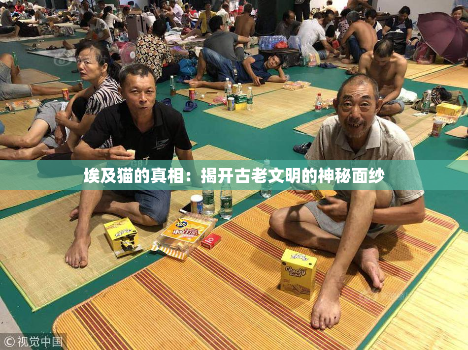 埃及猫的真相：揭开古老文明的神秘面纱
