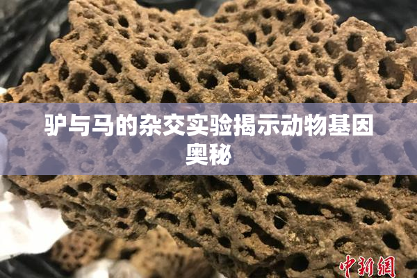 驴与马的杂交实验揭示动物基因奥秘