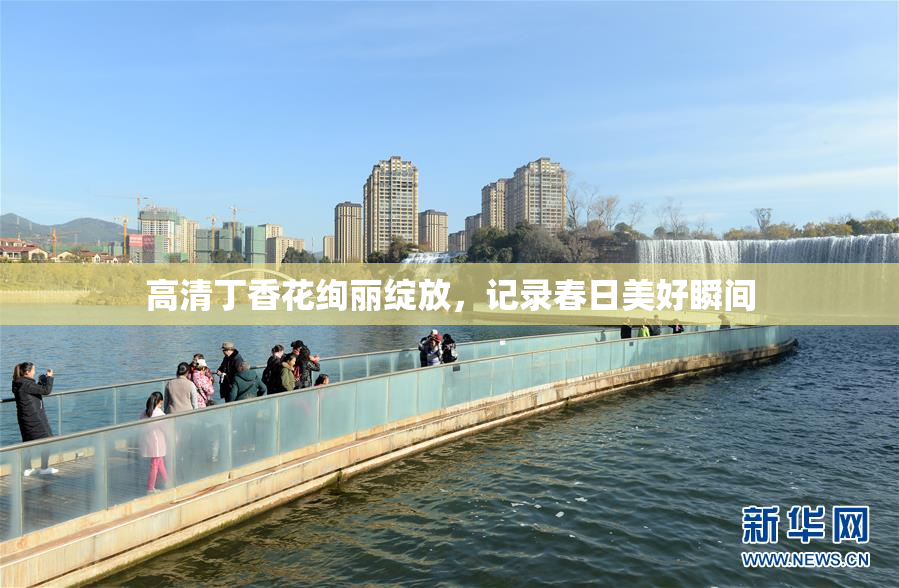 高清丁香花绚丽绽放，记录春日美好瞬间