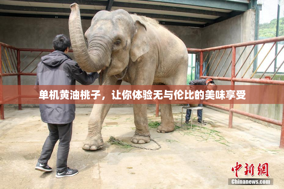 单机黄油桃子，让你体验无与伦比的美味享受