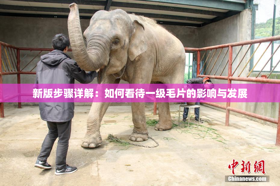 新版步骤详解：如何看待一级毛片的影响与发展