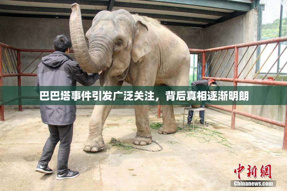 巴巴塔事件引发广泛关注，背后真相逐渐明朗