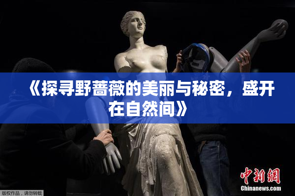 《探寻野蔷薇的美丽与秘密，盛开在自然间》