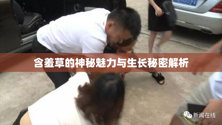 含羞草的神秘魅力与生长秘密解析