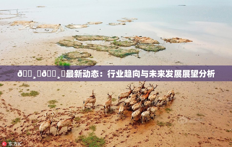 🌸‌🌸‌最新动态：行业趋向与未来发展展望分析
