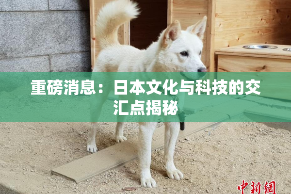 重磅消息：日本文化与科技的交汇点揭秘