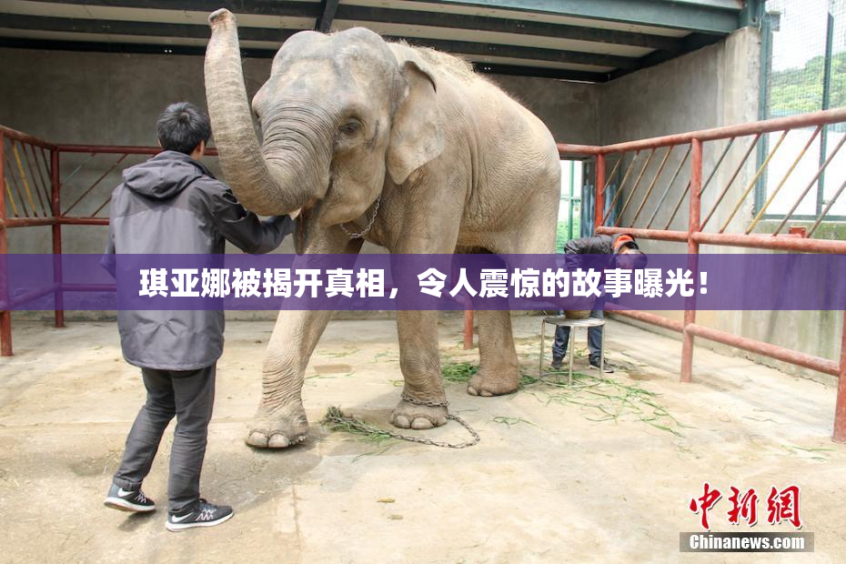 琪亚娜被揭开真相，令人震惊的故事曝光！