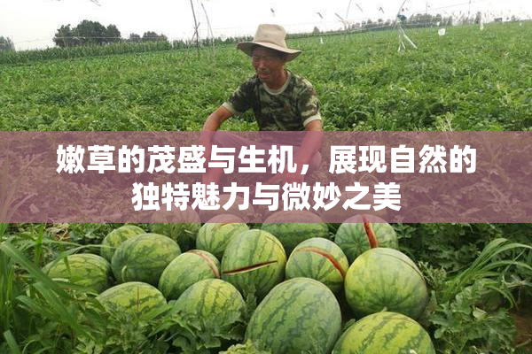 嫩草的茂盛与生机，展现自然的独特魅力与微妙之美