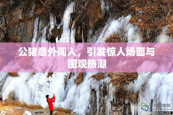 公猪意外闯入，引发惊人场面与围观热潮