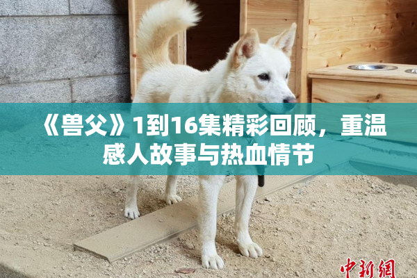 《兽父》1到16集精彩回顾，重温感人故事与热血情节
