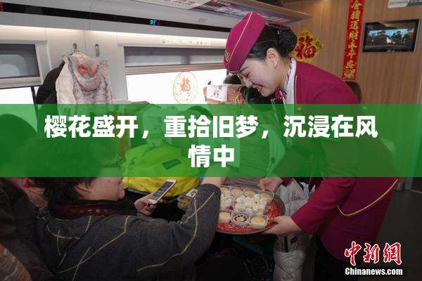 樱花盛开，重拾旧梦，沉浸在风情中