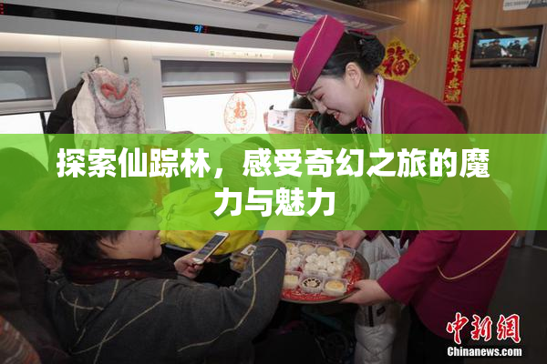 探索仙踪林，感受奇幻之旅的魔力与魅力