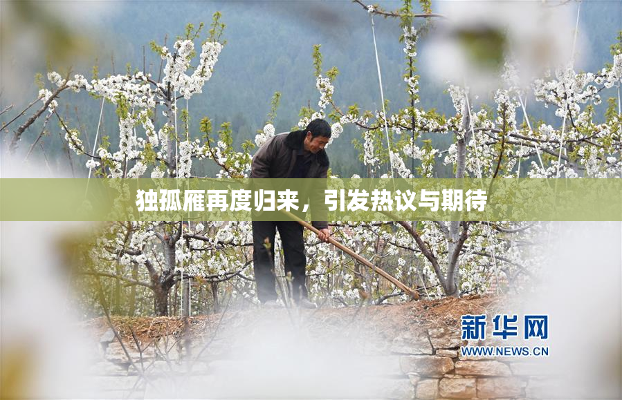 独孤雁再度归来，引发热议与期待
