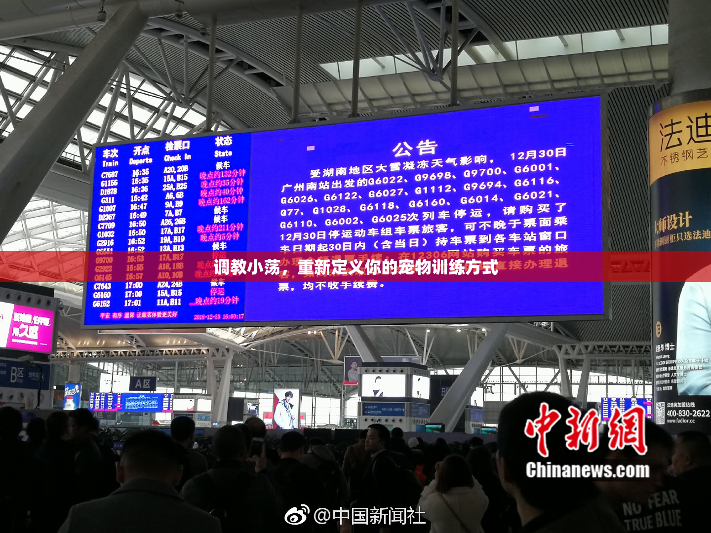 调教小荡，重新定义你的宠物训练方式