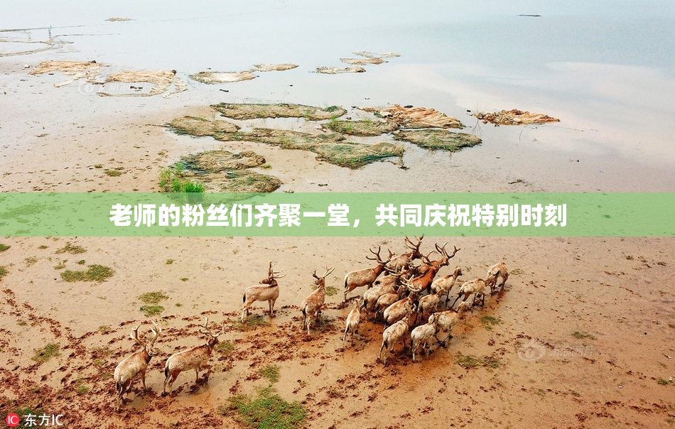 老师的粉丝们齐聚一堂，共同庆祝特别时刻