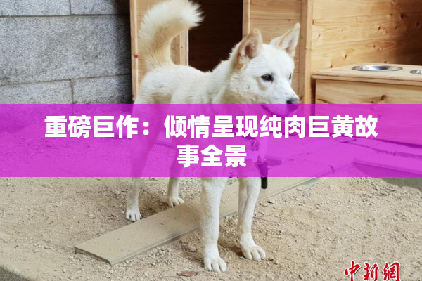 重磅巨作：倾情呈现纯肉巨黄故事全景