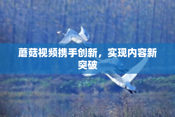 蘑菇视频携手创新，实现内容新突破