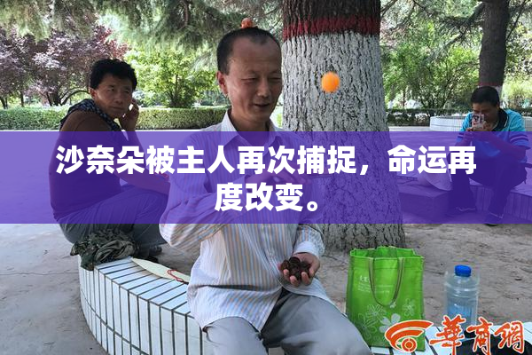 沙奈朵被主人再次捕捉，命运再度改变。