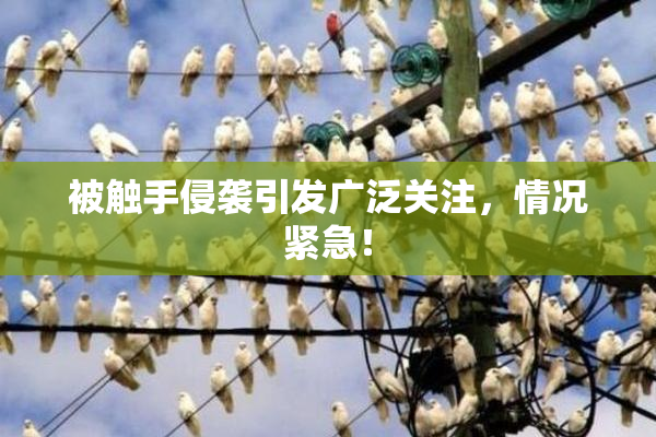 被触手侵袭引发广泛关注，情况紧急！