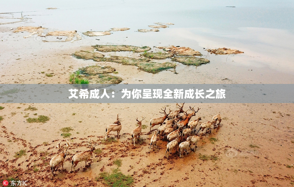 艾希成人：为你呈现全新成长之旅