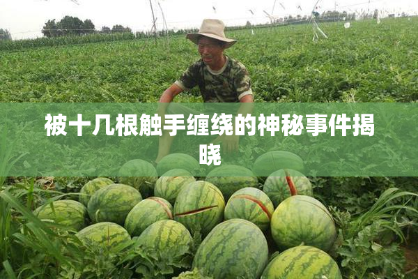 被十几根触手缠绕的神秘事件揭晓