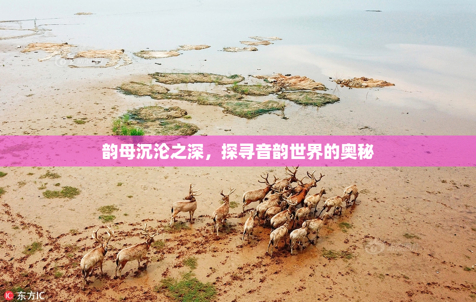 韵母沉沦之深，探寻音韵世界的奥秘