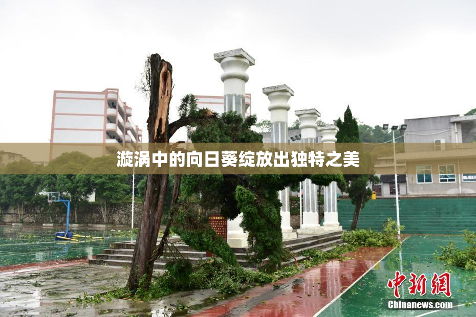 漩涡中的向日葵绽放出独特之美