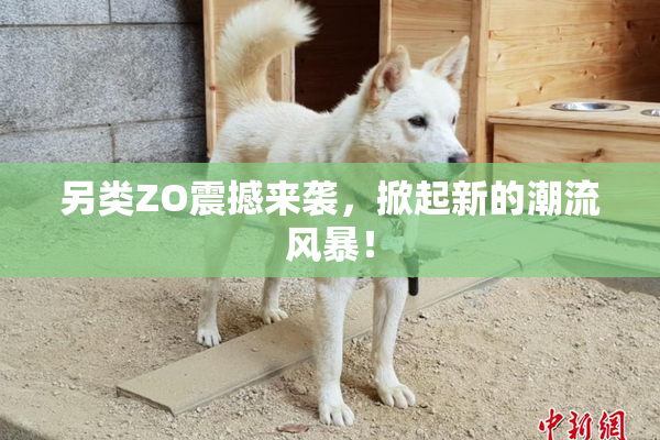 另类ZO震撼来袭，掀起新的潮流风暴！