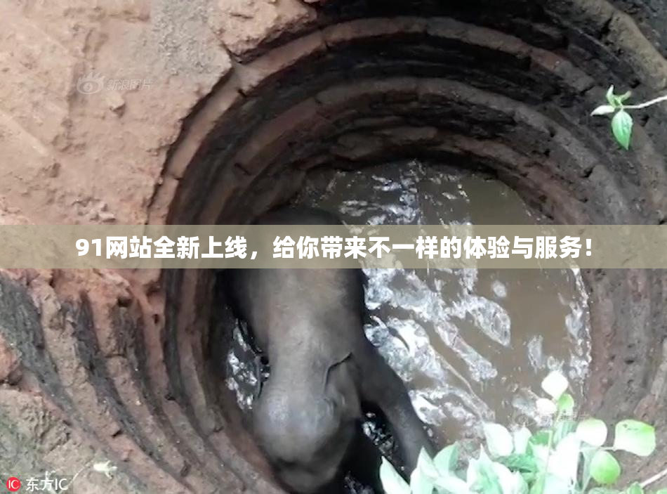 91网站全新上线，给你带来不一样的体验与服务！