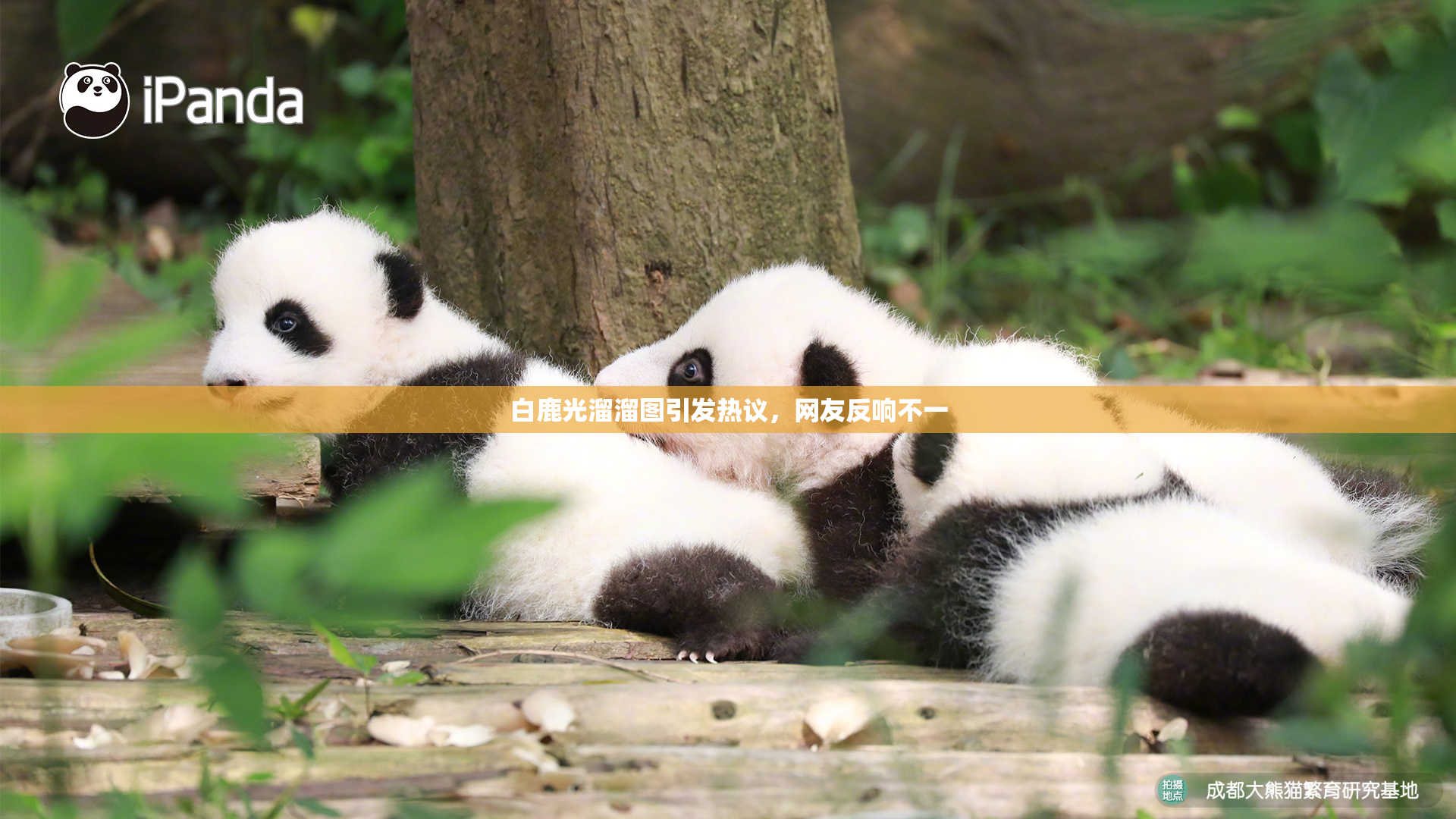 白鹿光溜溜图引发热议，网友反响不一