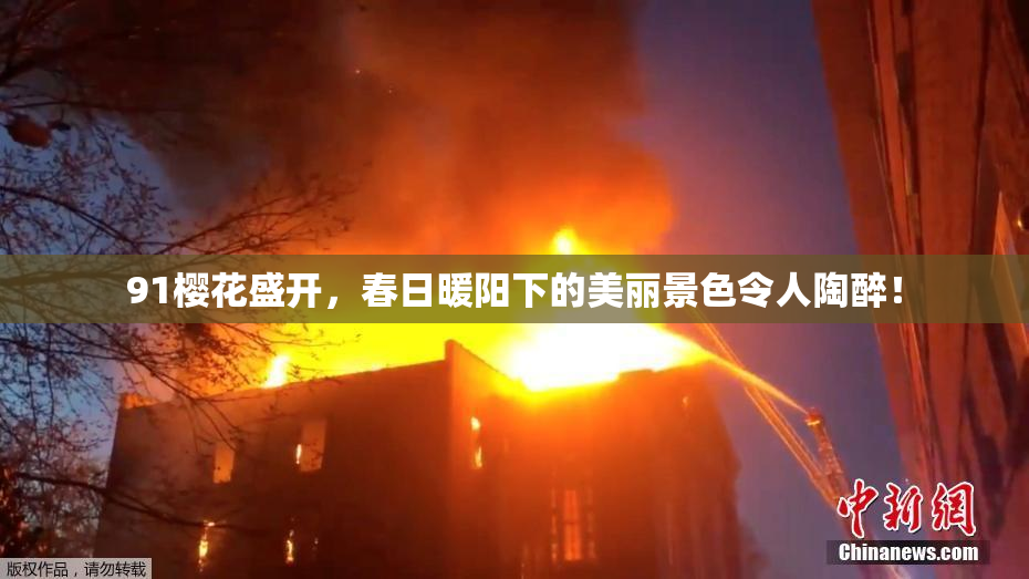 91樱花盛开，春日暖阳下的美丽景色令人陶醉！