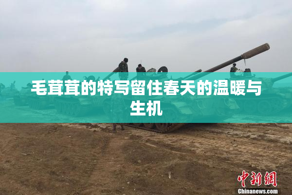 毛茸茸的特写留住春天的温暖与生机