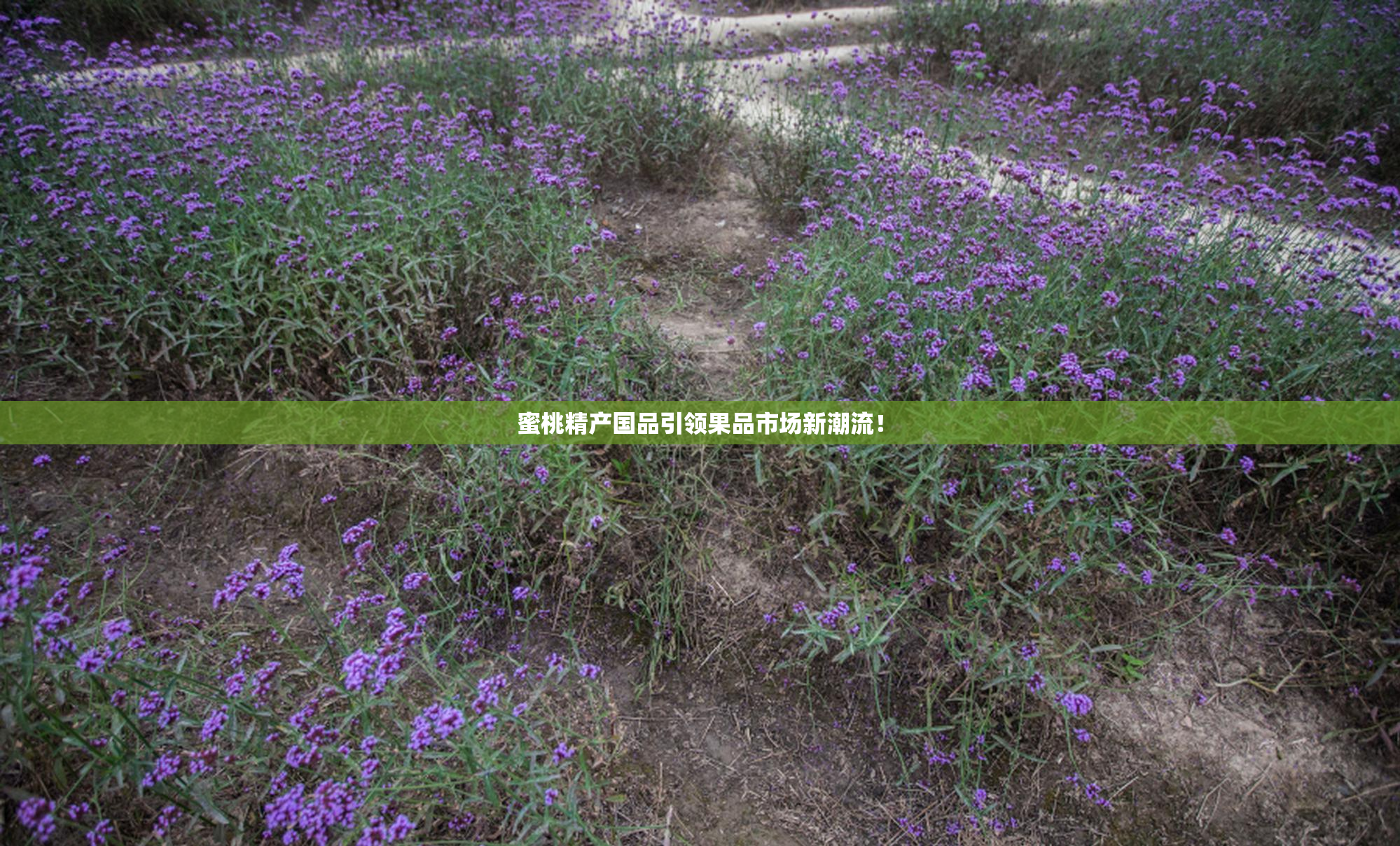 蜜桃精产国品引领果品市场新潮流！