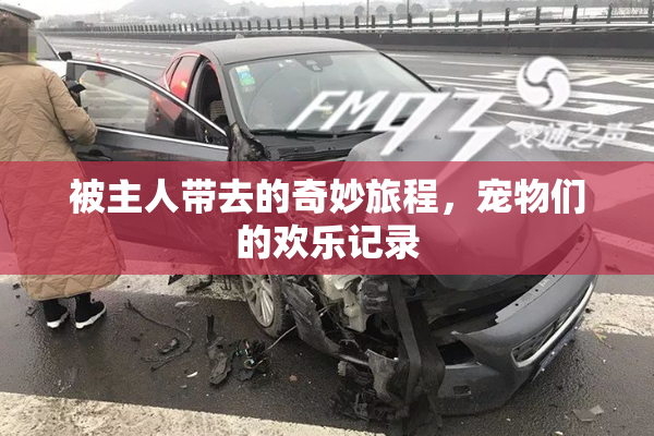 被主人带去的奇妙旅程，宠物们的欢乐记录