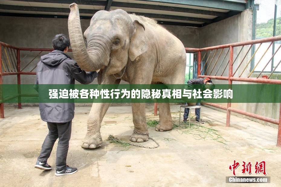 强迫被各种性行为的隐秘真相与社会影响